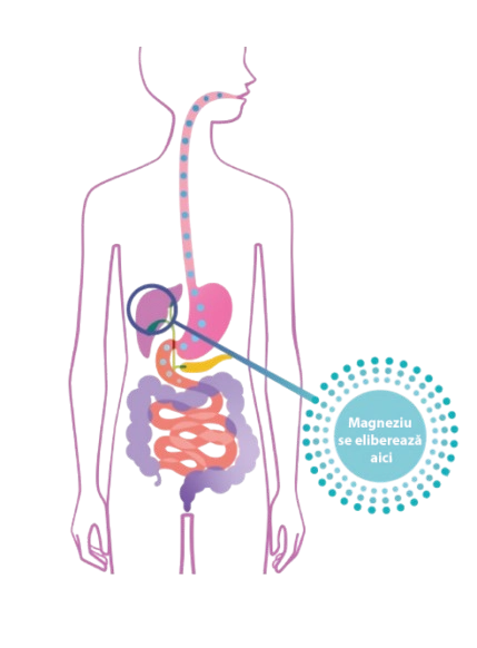Imaginea prezintă un diagramă a sistemului digestiv uman, și evidențiază că magneziul este eliberat la nivelul ficatului.